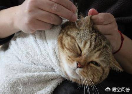 猫咪摇头:猫咪达拉耳朵甩头，猫咪耳朵干净却爱甩头怎么回事？