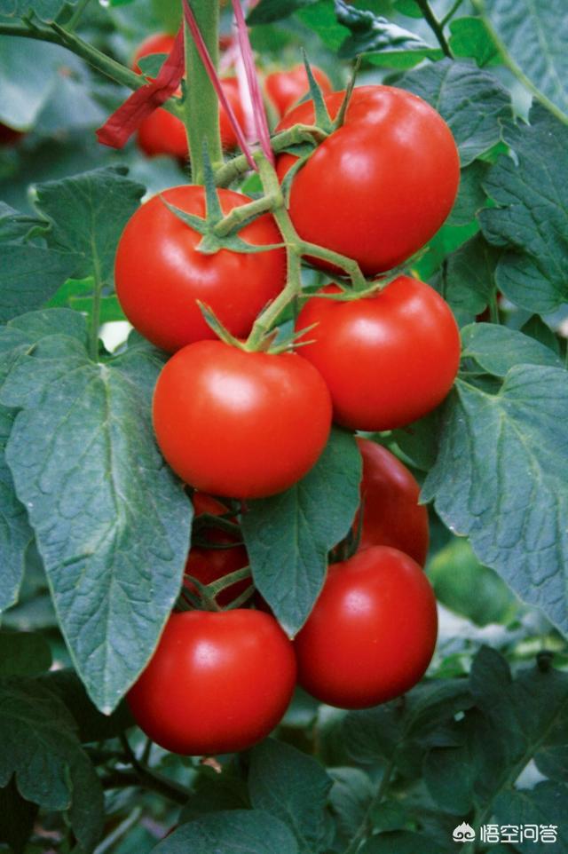 央视主持人红果果发文回应恶评，种植西红柿目前最好是哪个品种？