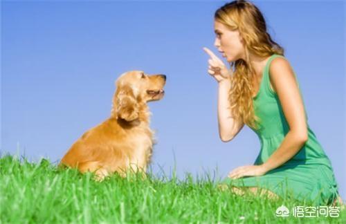 怎么训练狗把你当主人:狗会认狗或其他动物（除人以外）当主人吗？