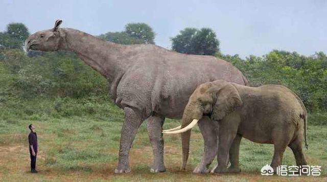 恐龙灭绝后,地球出现过其他的大型动物统治地球吗?