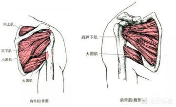 肩袖损伤是怎么引起的，肩袖损伤不是很严重，该怎么治疗