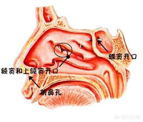 人鼻腔结构图:鼻子透光能证明是整容的吗？