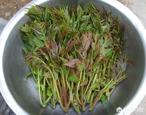 春天到了,又到了挖野菜的时候,但野菜该怎么识别呢？