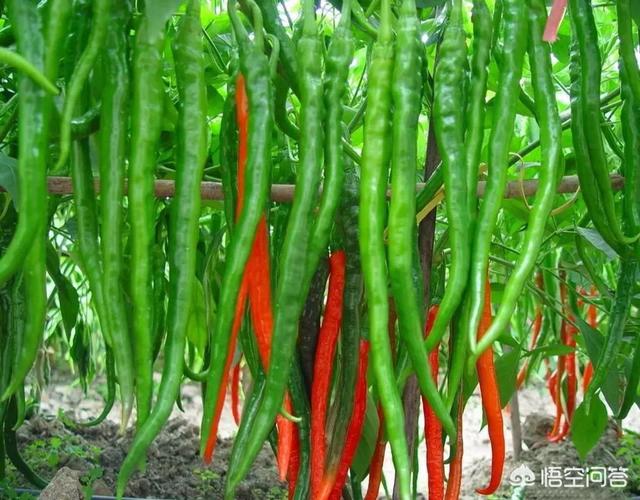 花叶芋根结线虫病:农村种植辣椒，应该如何防治病虫害？
