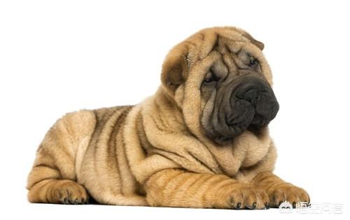 平顶山沙皮犬图片:沙皮犬毛不好，该怎么办？
