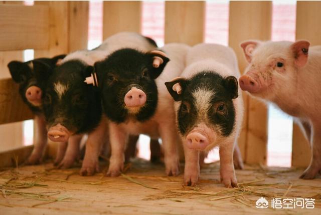 小香猪养殖:养殖香猪需要注意哪几点，怎样才能快速提高香猪的体重？