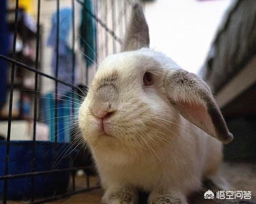 垂耳兔图片:养垂耳兔要注意什么问题？