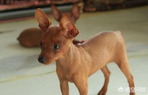 小鹿犬图片:小鹿犬秋天便秘上火吗？小鹿犬怎么秋天总是便秘？