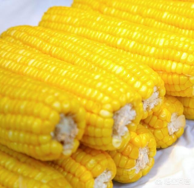 蓝眼皇冠豹多少钱一个:当前的玉米该咋种植管理？