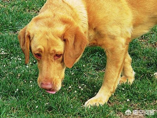 旺芙宠物沐浴露批发:狗狗应该使用什么沐浴露？