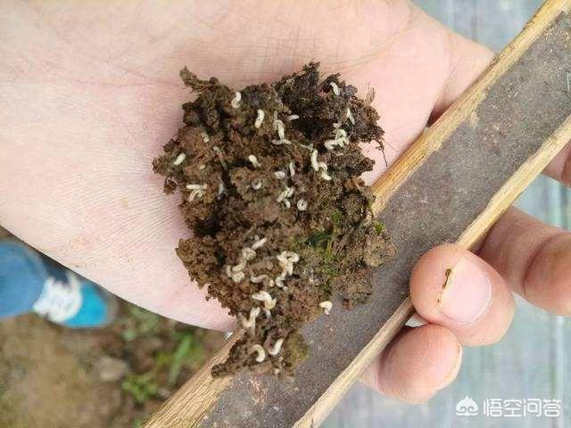 蛆虫疗法是真的吗，医用蛆虫丝光绿蝇留在人体会对人体造成伤害吗