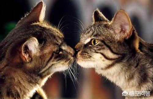 猫咪发情怎么处理,猫咪发情了不想给它配种怎么办？
