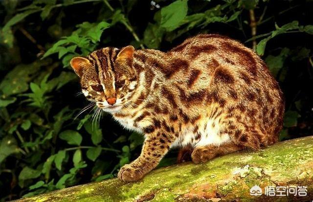 豹猫咪品种大全及图片:我国野生的豹猫还多吗？为什么？