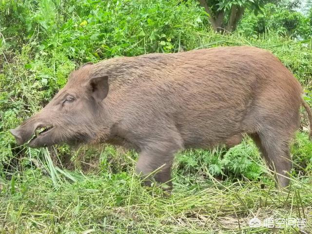 在野外遇到危险动物怎么办？