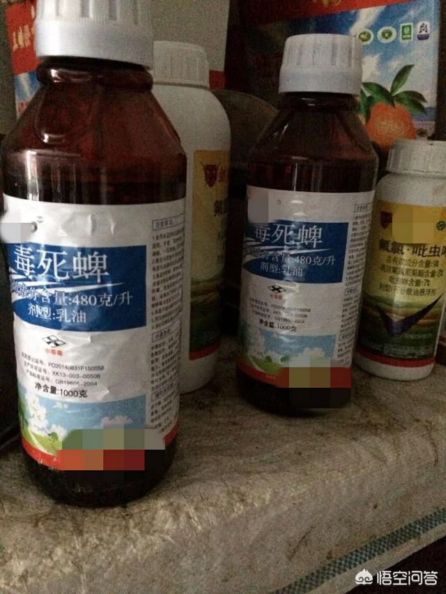 介壳虫 洗衣粉:怎么样防治果树上的蚧壳虫？