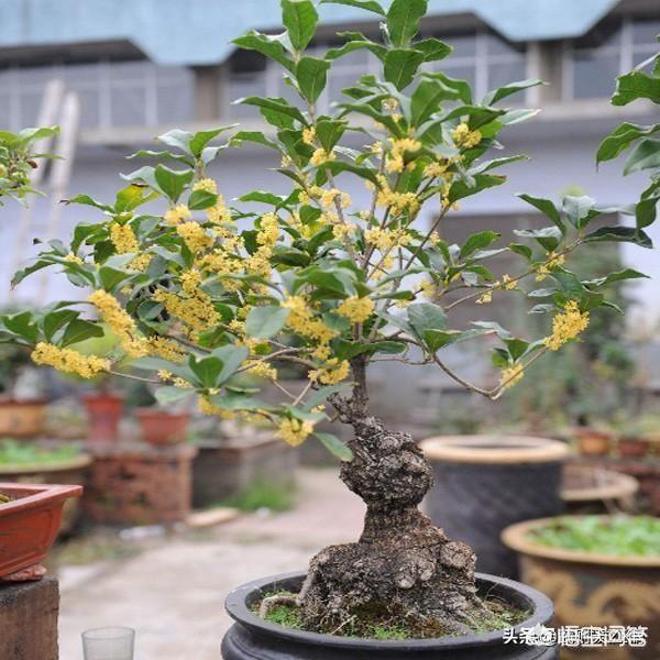 如何挑选好的桂花？