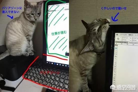 班卓猫爬架:有的猫咪为什么喜欢趴键盘？