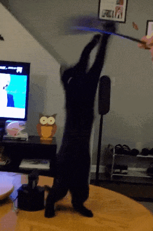 键盘猫:有的猫咪为什么喜欢趴键盘？