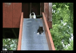 键盘猫:有的猫咪为什么喜欢趴键盘？