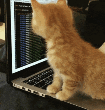 键盘猫:有的猫咪为什么喜欢趴键盘？