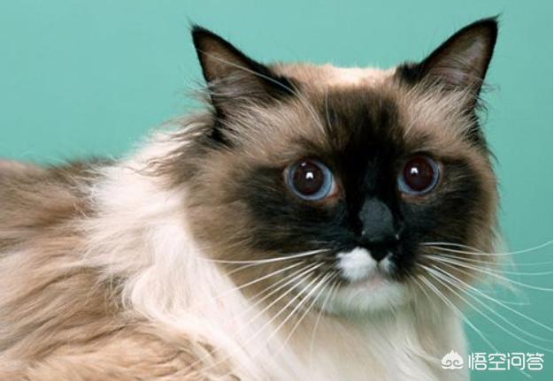 猫白血病传染婴儿:猫咪得了白血病怎么办？能治好吗？