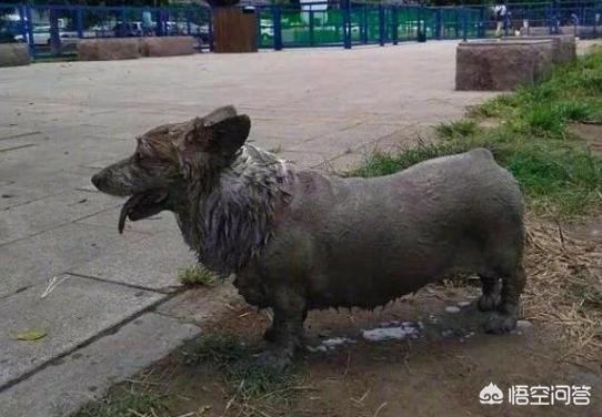 黑白卡迪根威尔士柯基犬:电影《一条狗的使命》中有哪些品种的狗？