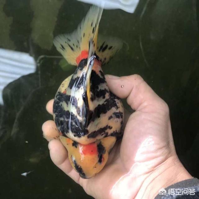 鹤顶红金鱼吃什么食料:春季，金鱼喂什么鱼食长得快？