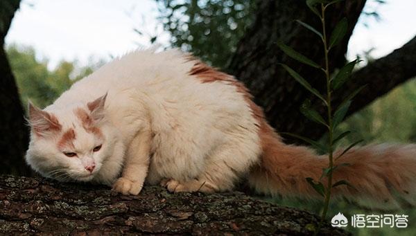 微信土耳其梵猫表情包:有没有猫咪表情包值得分享？ 土耳其梵猫动图表情包