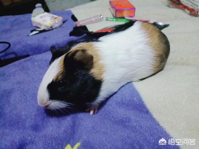 宠物兔拉肚子:小白兔拉肚子老是张嘴是要吃什么吗？