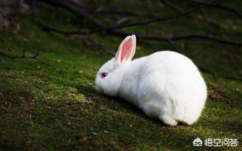 治疗兔子:小兔子的肠炎病、拉稀和胀气病，有哪些更好的方法预防和冶疗？