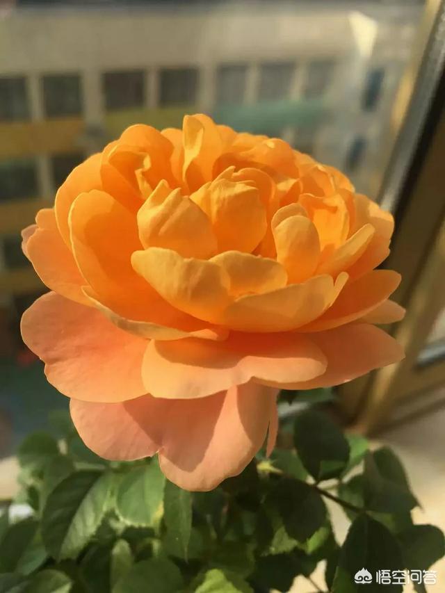 月季花栽培:牡丹、月季花的种植方法是什么？