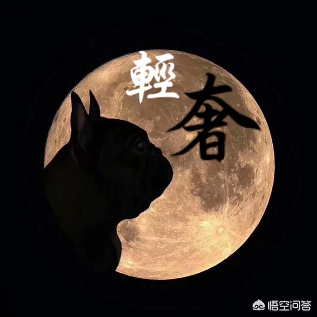 民间德牧图片:好的牧羊犬立耳比较晚吗？都有什么特点？