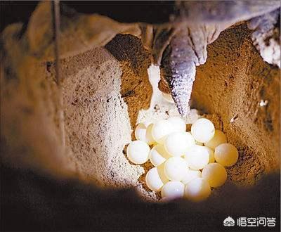 加拉巴哥群岛阅读:加拉帕戈斯群岛地处赤道地区却终年寒冷，为什么？
