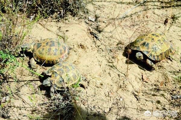 知道乌龟为什么能活那么久:海龟和陆龟，一个动一个静，为什么寿命都长？