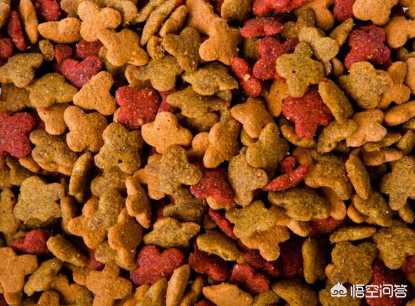 猫咪吃什么天然猫粮好:金吉拉猫吃什么猫粮好呢？