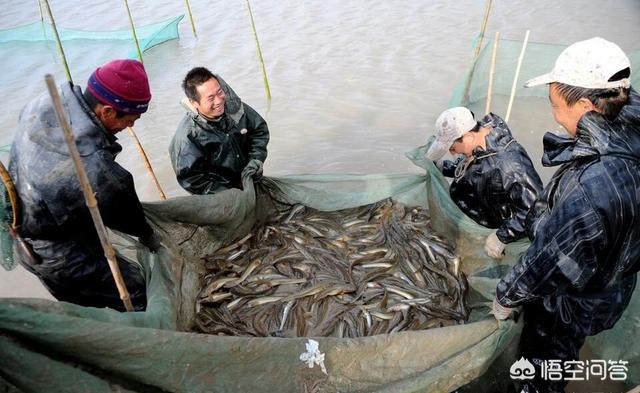 水族疾病唑替尼:治疗鱼病时是先杀菌还是先杀虫？我要说有时候都不是，您反对吗？