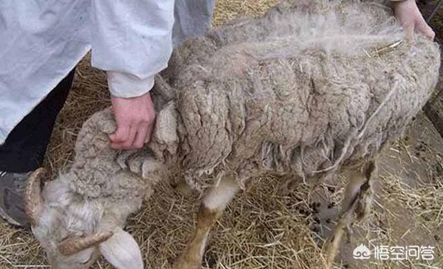 祥生牌癣螨净:八百斤左右的育肥牛身上这几天一直一块一块的掉毛，怎么办？