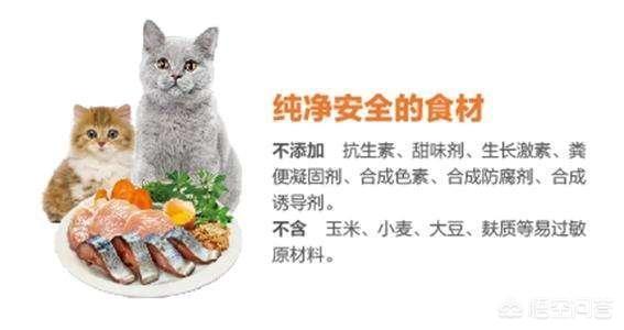 猫咪吃什么天然猫粮好:暹罗猫吃什么猫粮好？要怎么选择？