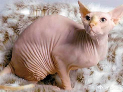 猫粮vitakraft冻干粮:猫狗吃的全价冻干粮是什么粮？ vitakraft猫粮怎么样