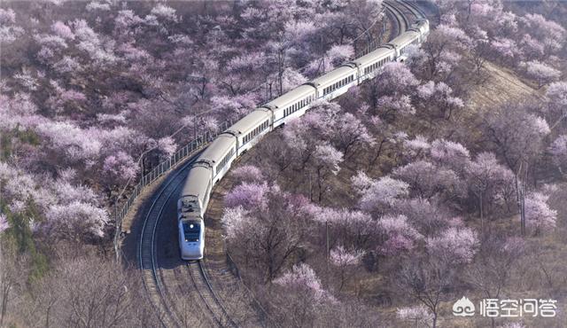 居庸关花海:在北京4月份什么地方可以赏樱花？