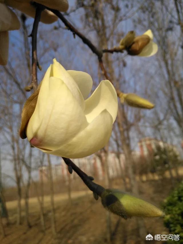 美丽春天万物复苏,春意盎然,而你此刻的心情是什么样子的？
