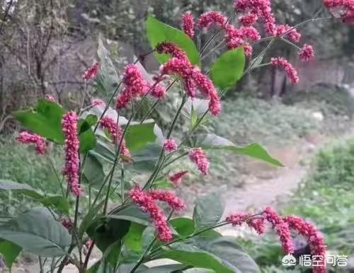 《红楼梦》中惜春住的地方到底是藕香榭、暖香坞还是蓼风轩？