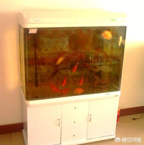 生态水族箱 品牌:大家喜欢什么品牌的鱼缸？