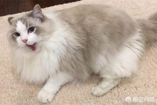 布偶猫图片:布偶猫精神好，就是有拉稀的情况该怎么办？