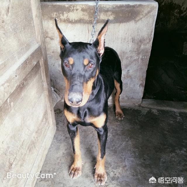 宠物狗的种类和特点:现在的宠物狗都有哪些共同点？
