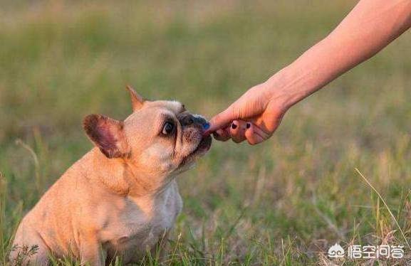 法国斗牛犬性格忧郁:一只法斗幼犬大概得多少钱？