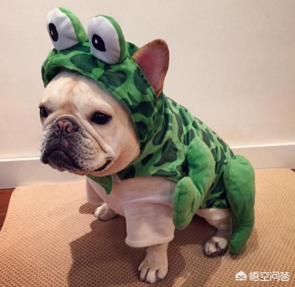 法国斗牛犬母很难养吗:饲养法牛需要避开哪些误区？