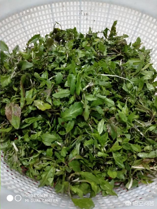 德国bunny草本兔粮官网:种植黄豆为什么底肥不能施得太多了，难道黄豆喜欢贫瘠之地？