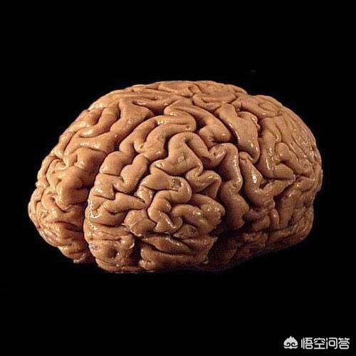 脑萎缩能吃核桃吗