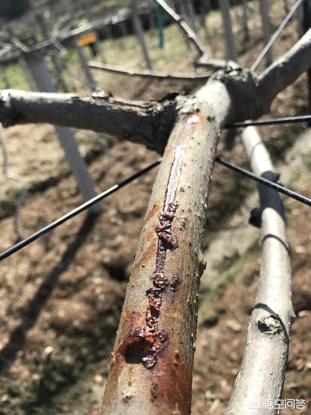 金毛虫:苹果开花后打药用什么药？